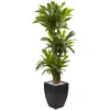 Homplanti 5.5' Corn Stalk Dracaena With Black Wash Planter