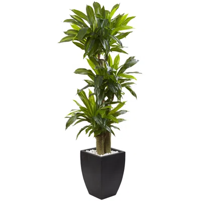 Homplanti 5.5' Corn Stalk Dracaena With Black Wash Planter