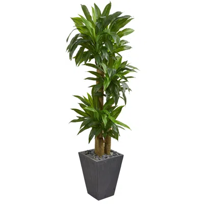 Homplanti 5.5' Cornstalk Dracaena Plant In Slate Planter (real Touch)