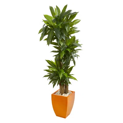 Homplanti 5.5' Dracaena Plant In Orange Square Planter (real Touch)