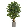 Homplanti 5.5' Ficus Tree In Handmade Black & White Jute Planter