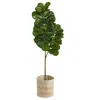 Homplanti 5.5' Fiddle Leaf Fig Tree In Cotton Multicolored Planter