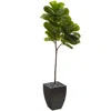 Homplanti 5.5' Fiddle Leaf Tree In Black Planter (real Touch)