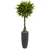 Homplanti 5.5' Money Artificial Tree In Cylinder Planter (real Touch)
