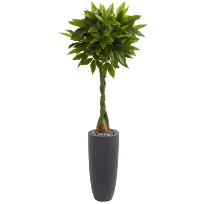 Homplanti 5.5' Money Artificial Tree In Cylinder Planter (real Touch)