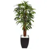 Homplanti 5.5' Raphis Plam Tree In Black Planter