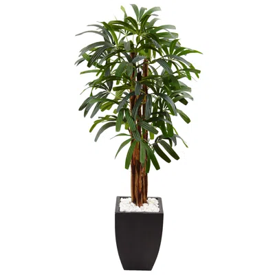 Homplanti 5.5' Raphis Plam Tree In Black Planter