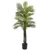Homplanti 5.5' Robellini Palm Tree W/29 Lvs Uv Rest (indoor/outdoor)