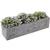 Homplanti 5.5" Succulent Garden W/textured Concrete Planter