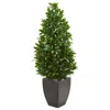 Homplanti 56" Bay Leaf Cone Topiary Uv In Planter (indoor/outdoor)