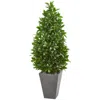 Homplanti 57" Bay Leaf Cone Topiary In Planter Uv (indoor/outdoor)