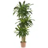 Homplanti 57" Corn Stalk Dracaena Artificial Plant (real Touch)