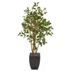Homplanti 58" Ficus Artificial Tree In Black Planter