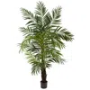 Homplanti 6' Areca Palm Tree X 13 W/602 Lvs
