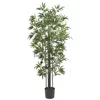 Homplanti 6' Bamboo Tree (green Trunks) X 6 W/1160 Lvs