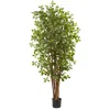 Homplanti 6' Black Olive Tree W/940 Lvs