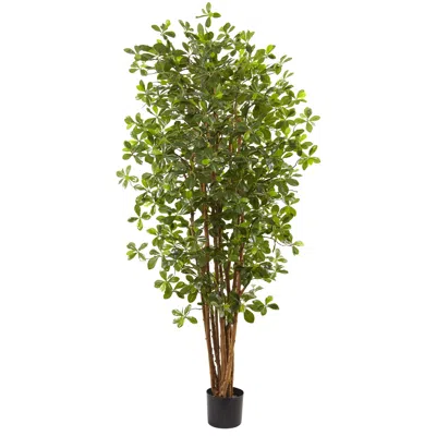 Homplanti 6' Black Olive Tree W/940 Lvs