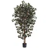 Homplanti 6' Capensia Ficus Tree X 3 W/1008 Lvs
