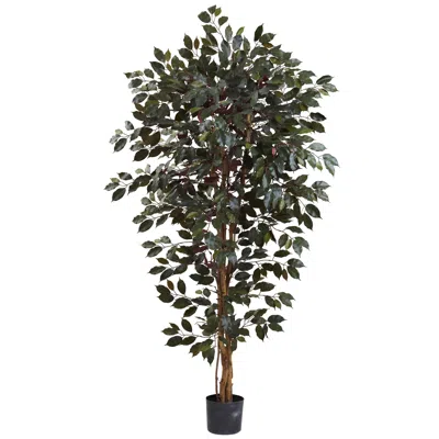 Homplanti 6' Capensia Ficus Tree X 3 W/1008 Lvs