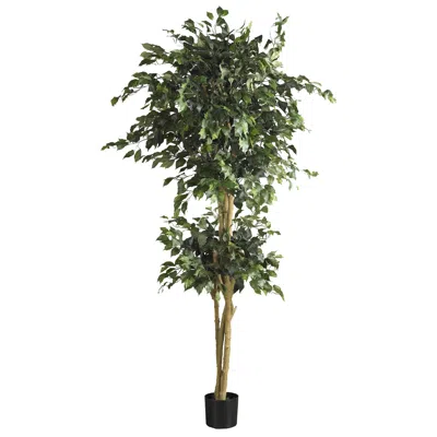Homplanti 6' Double Ball Ficus Tree W/1596