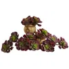 Homplanti 6" Echeveria Succulent (set Of 12) - Burgundy