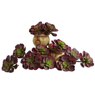 Homplanti 6" Echeveria Succulent (set Of 12) - Burgundy In Purple