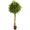 Homplanti 6' Ficus Tree Topiary Uv Resistant (indoor/outdoor)