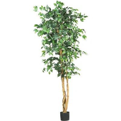 Homplanti 6' Ficus Tree X 3 W/1008 Lvs