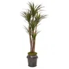 Homplanti 6' Giant Yucca Artificial Tree In Planter Uv Resistant