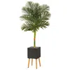 HOMPLANTI 6' GOLDEN CANE PALM TREE IN BLACK PLANTER WITH STAND