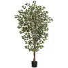Homplanti 6' Hawaiian Ficus Tree X 3 W/1008 Lvs