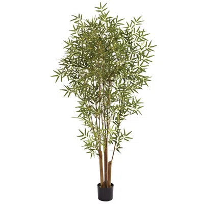 Homplanti 6' Japanese Bamboo Tree X 6 W/1920 Lvs