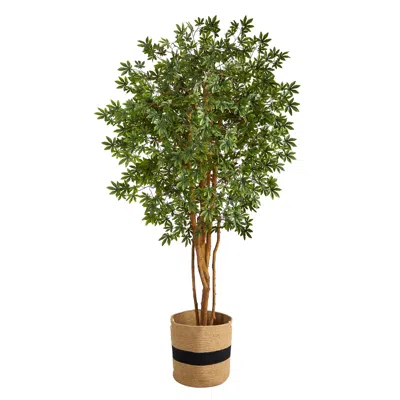 Homplanti 6' Japanese Maple Tree In Handmade Natural Cotton Planter