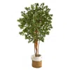 Homplanti 6' Japanese Maple Tree In Handmade Natural Jute Planter