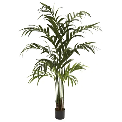 Homplanti 6' Kentia Palm Tree X 12 W/180 Lvs