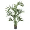 Homplanti 6' Kentia Palm Tree X 12 W/218 Lvs