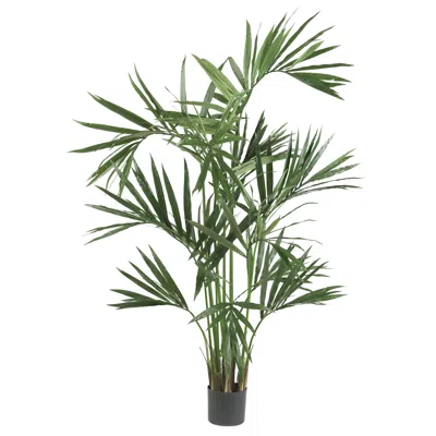 Homplanti 6' Kentia Palm Tree X 12 W/218 Lvs