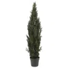 Homplanti 6' Mini Cedar Pine Tree W/2492 Lvs