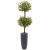 Homplanti 6' Olive Double Tree In Gray Cylinder Planter