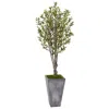 Homplanti 6' Olive Tree In Stone Planter