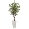 Homplanti 6' Olive Tree In White Tower Planter