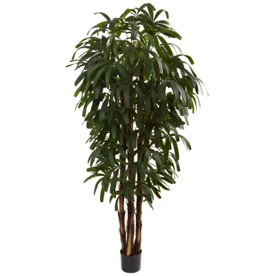Homplanti 6' Raphis Palm Tree X 5 W/588 Lvs