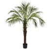 Homplanti 6' Robellini Palm Tree W/642 Lvs