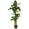 Homplanti 6' Triple Stalk Banana Tree