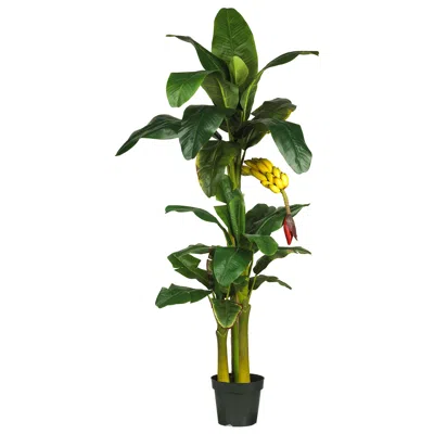 Homplanti 6' Triple Stalk Banana Tree