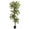 Homplanti 6' Variegated Ficus Tree W/1944 Lvs