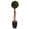 Homplanti 64" English Ivy Topiary Tree In Planter Uv (indoor/outdoor)