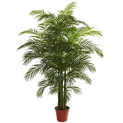 Homplanti 6.5' Areca Palm Uv Resist X 8 W/1408 Lvs (indoor/outdoor)
