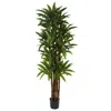 Homplanti 6.5' Dracaena Tree X 8 W/214 Lvs