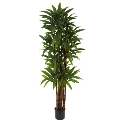 Homplanti 6.5' Dracaena Tree X 8 W/214 Lvs